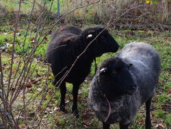 Rauhwollige Pommersche Landschafe 2019